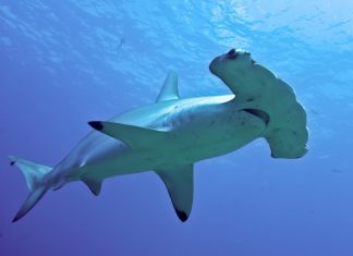 Giải mã giấc mơ thấy ăn cá? Những con số liên quan đến giấc mơ thấy ăn cá mơ thấy cá