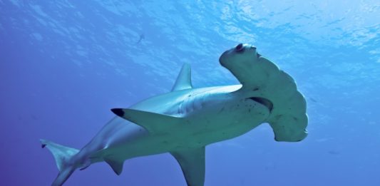 Giải mã giấc mơ thấy ăn cá? Những con số liên quan đến giấc mơ thấy ăn cá mơ thấy cá