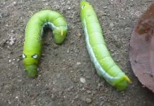 Mơ thấy sâu là điềm báo gì, đánh đề con gì khi mơ thấy giấc mơ này mơ thấy sâu