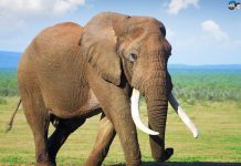 Giải mã giúp tìm số đẹp trúng lớn khi nằm mơ thấy voi Giải mã giúp tìm số đẹp trúng lớn khi nằm mơ thấy voi