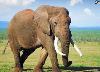 Giải mã giúp tìm số đẹp trúng lớn khi nằm mơ thấy voi Giải mã giúp tìm số đẹp trúng lớn khi nằm mơ thấy voi