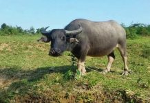 Nằm mơ thấy trâu là điềm lành hay dữ? Con số nào hay về? Nằm mơ thấy trâu là điềm lành hay dữ? Con số nào hay về?