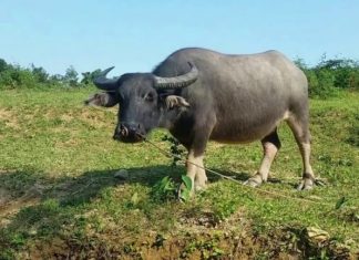 Nằm mơ thấy trâu là điềm lành hay dữ? Con số nào hay về? Nằm mơ thấy trâu là điềm lành hay dữ? Con số nào hay về?