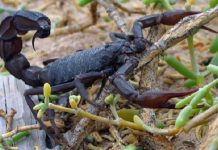 Đánh lô gì khi nằm mơ thấy bò cạp – Ý nghĩa Đánh lô gì khi nằm mơ thấy bò cạp - Ý nghĩa