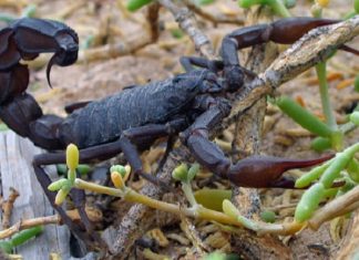 Đánh lô gì khi nằm mơ thấy bò cạp – Ý nghĩa Đánh lô gì khi nằm mơ thấy bò cạp - Ý nghĩa