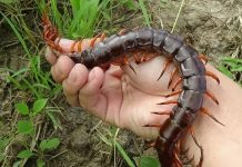 Mơ thấy con rết đánh con gì để phát tài – Giải mã giấc mơ Mơ thấy con rết đánh con gì để phát tài - Giải mã giấc mơ