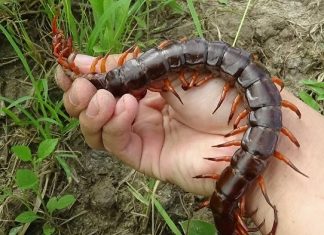 Mơ thấy con rết đánh con gì để phát tài – Giải mã giấc mơ Mơ thấy con rết đánh con gì để phát tài - Giải mã giấc mơ