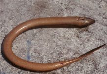 Chiêm bao thấy lươn là điềm lành hay điềm dữ? Đánh con gì chuẩn nhất? mơ thấy con lươn