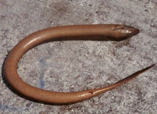 Chiêm bao thấy lươn là điềm lành hay điềm dữ? Đánh con gì chuẩn nhất? mơ thấy con lươn