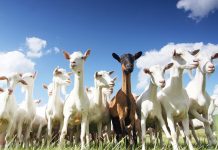 Nằm mơ thấy con dê mang đến điềm báo gì? Lựa chọn số đề con gì để chính xác? mơ thấy dê đánh con gì