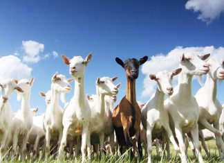 Nằm mơ thấy con dê mang đến điềm báo gì? Lựa chọn số đề con gì để chính xác? mơ thấy dê đánh con gì