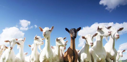 Nằm mơ thấy con dê mang đến điềm báo gì? Lựa chọn số đề con gì để chính xác? mơ thấy dê đánh con gì