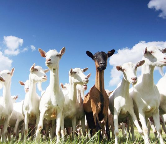 Nằm mơ thấy con dê mang đến điềm báo gì? Lựa chọn số đề con gì để chính xác? mơ thấy dê đánh con gì