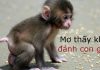 Những điềm báo đặc biệt của giấc mơ thấy con khỉ? mơ thấy khỉ đánh con gì