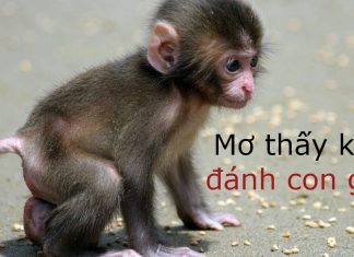 Những điềm báo đặc biệt của giấc mơ thấy con khỉ? mơ thấy khỉ đánh con gì