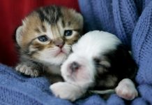 Mơ thấy con mèo có là điểm báo, con số gì cho bạn? mơ thấy mèo