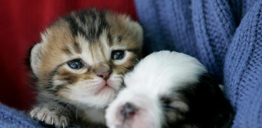 Mơ thấy con mèo có là điểm báo, con số gì cho bạn? mơ thấy mèo