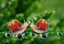 Ý nghĩa đặc biệt của giấc mơ thấy ốc – Đánh số gì trúng? Ý nghĩa đặc biệt của giấc mơ thấy ốc - Đánh số gì trúng?