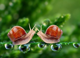 Ý nghĩa đặc biệt của giấc mơ thấy ốc – Đánh số gì trúng? Ý nghĩa đặc biệt của giấc mơ thấy ốc - Đánh số gì trúng?