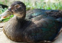 Đánh con gì để rinh lộc về nhà khi mơ thấy vịt? mơ thấy vịt