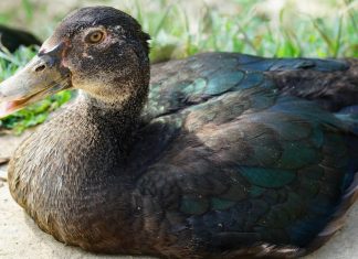 Đánh con gì để rinh lộc về nhà khi mơ thấy vịt? mơ thấy vịt