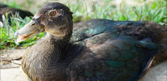 Đánh con gì để rinh lộc về nhà khi mơ thấy vịt? mơ thấy vịt