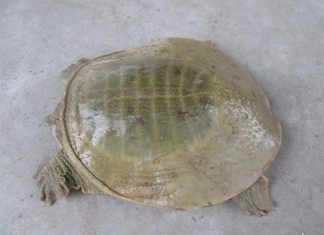 Nên đánh con gì để trúng lớn khi nằm mơ thấy ba ba?