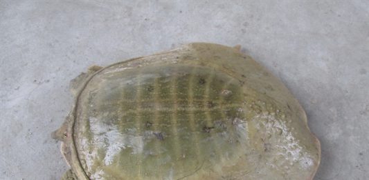 Nên đánh con gì để trúng lớn khi nằm mơ thấy ba ba?