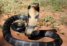 Đi đường gặp rắn đánh số gì để trúng lớn? Đang đi đường thì gặp phải rắn