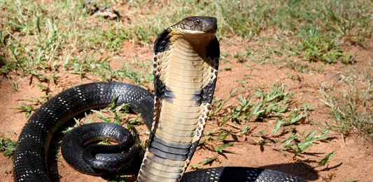 Đi đường gặp rắn đánh số gì để trúng lớn? Đang đi đường thì gặp phải rắn