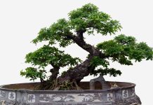 Mơ thấy cây cảnh làm điềm lành hay xấu và đánh số gì chính xác? Mơ thấy cây cảnh