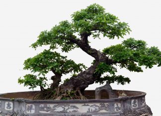 Mơ thấy cây cảnh làm điềm lành hay xấu và đánh số gì chính xác? Mơ thấy cây cảnh