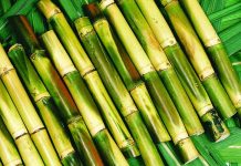 Mơ thấy mía là điềm báo gì – Đánh con gì dễ trúng nhất? Mơ thấy mía là điềm báo gì - Đánh con gì dễ trúng nhất?