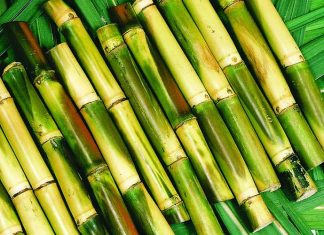 Mơ thấy mía là điềm báo gì – Đánh con gì dễ trúng nhất? Mơ thấy mía là điềm báo gì - Đánh con gì dễ trúng nhất?