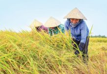 Mơ thấy gặt lúa đánh số gì cho chất?