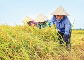 Mơ thấy gặt lúa đánh số gì cho chất?