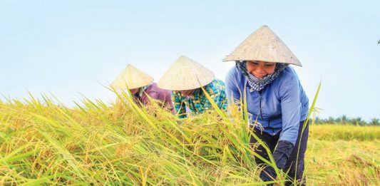 Mơ thấy gặt lúa đánh số gì cho chất?