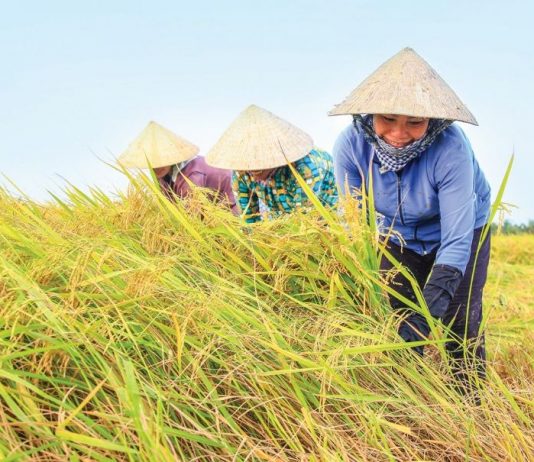 Mơ thấy gặt lúa đánh số gì cho chất?