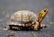 Chiêm bao thấy con rùa là điềm báo hên hay xui? Đánh con gì để trúng lớn? mơ thấy rùa điềm báo gì