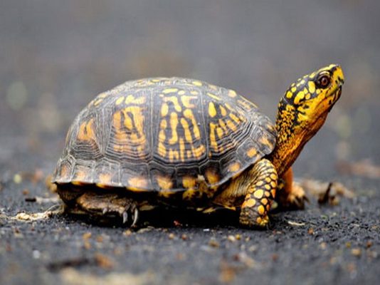 Chiêm bao thấy con rùa là điềm báo hên hay xui? Đánh con gì để trúng lớn? mơ thấy rùa điềm báo gì