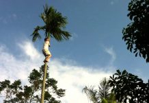 Mộng thấy trèo cao chốt lô đề con gì? mơ thấy trèo cây đánh con gì