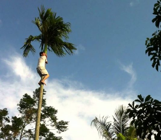 Mộng thấy trèo cao chốt lô đề con gì? mơ thấy trèo cây đánh con gì