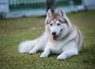 Ngủ mơ thấy chó đánh con gì cho chất?