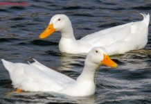 Điềm báo gì khi mơ thấy vịt? Đánh lô gì để trúng lớn? nằm mơ thấy vịt