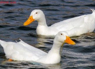 Điềm báo gì khi mơ thấy vịt? Đánh lô gì để trúng lớn? nằm mơ thấy vịt