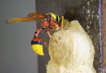 Mơ thấy tò vò làm tổ trong nhà là điềm báo gì? Mơ thấy tò vò làm tổ trong nhà là điềm báo gì?