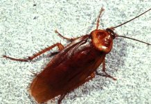 Nằm mơ thấy gián ẩn chứa bí mật gì? Đánh con gì để mau trúng?