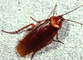 Nằm mơ thấy gián ẩn chứa bí mật gì? Đánh con gì để mau trúng?