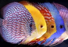 Mơ thấy cá là điềm báo gì? Đánh con gì để mau trúng? Nằm mơ thấy cá là điềm báo gì