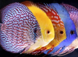 Mơ thấy cá là điềm báo gì? Đánh con gì để mau trúng? Nằm mơ thấy cá là điềm báo gì